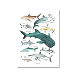Tableau 10 espèces de Requin