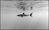 Tableau Requin Noir et Blanc