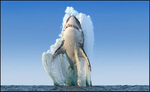 Tableau Saut de Requin